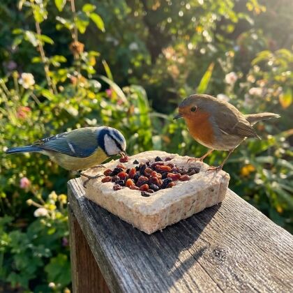 Twee vogels eten van vetblok met vruchten - vogelvoer kopen