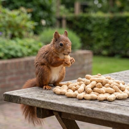Eekhoorn eet premium doppinda's van de voedertafel