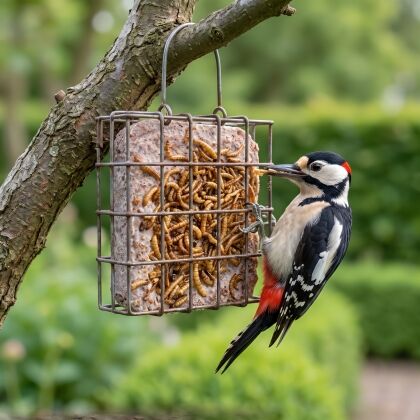 Grote bonte specht eet vetblok met meelwormen uit houder