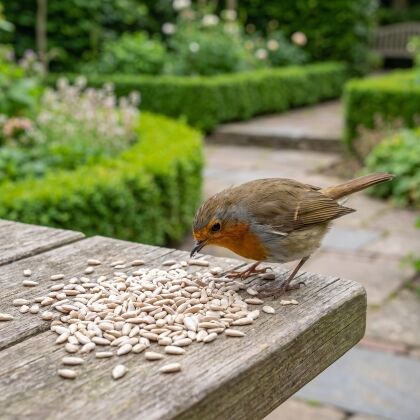 Roodborstje eet Gepelde zonnebloempitten onkruidvrij van de voedertafel