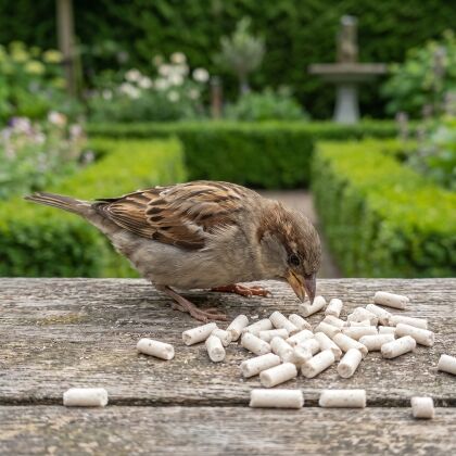 Huismus eet Premium Insecten Vetpellets van de voedertafel