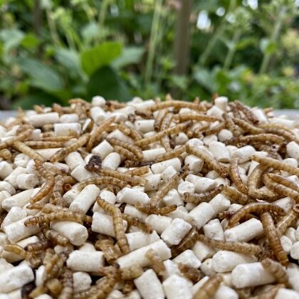 Close-up van insecten vetpellets met gedroogde meelwormen