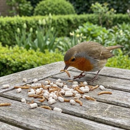 Roodborstje eet insecten vetpellets met meelwormen