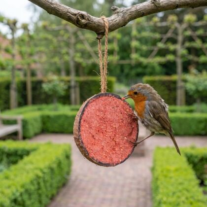 Roodborst eet uit halve gevulde kokosnoot met bessen in de tuin