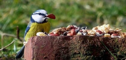 De verschillen tussen een pimpelmees en een koolmees
