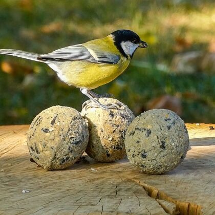 Vetbollen Premium Granola zonder net