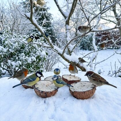 Vogels eten kokosnoten in besneeuwde tuin.