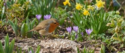 Roodborstje eet zaden tussen lentebloemen.
