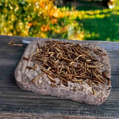 Vetblok, insecten, gedroogde meelwormen