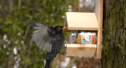 Vogelpindakaas Mix Pakket - Afbeelding 3