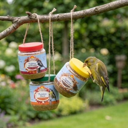 Groenling eet van Vogelpindakaas Mix Pakket