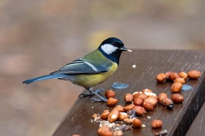 Vogeltje eet pinda's voor vogels op houten tafel.