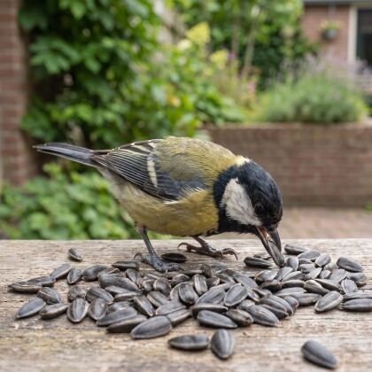 Koolmees eet zwarte zonnebloempitten van de voedertafel