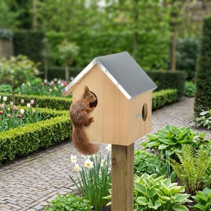 Eekhoorn bij Eekhoorn nestkast Walli in de tuin