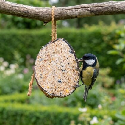 Koolmees eet uit halve gevulde kokosnoot met zadenmix in de tuin