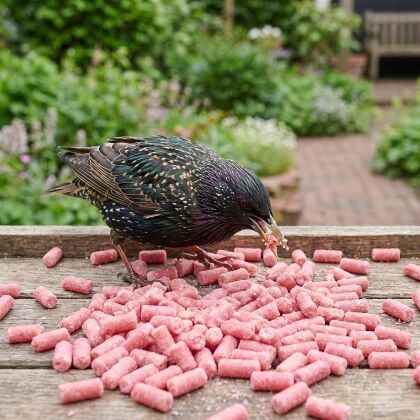 Spreeuw eet bessen vetpellets van de voedertafel
