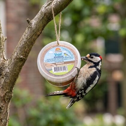 Grote bonte specht eet van Vogelmousse 250g