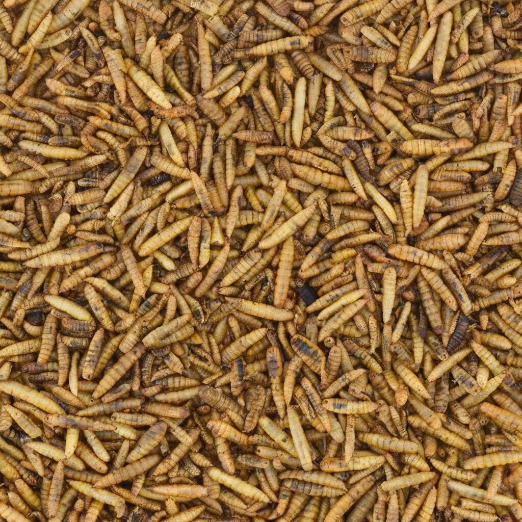Gedroogde insecten voor diervoeding en menselijke consumptie black soldier fly meelwormen