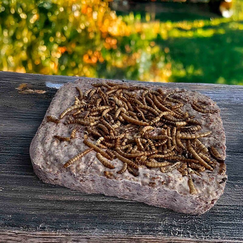 Vetblok, insecten, gedroogde meelwormen