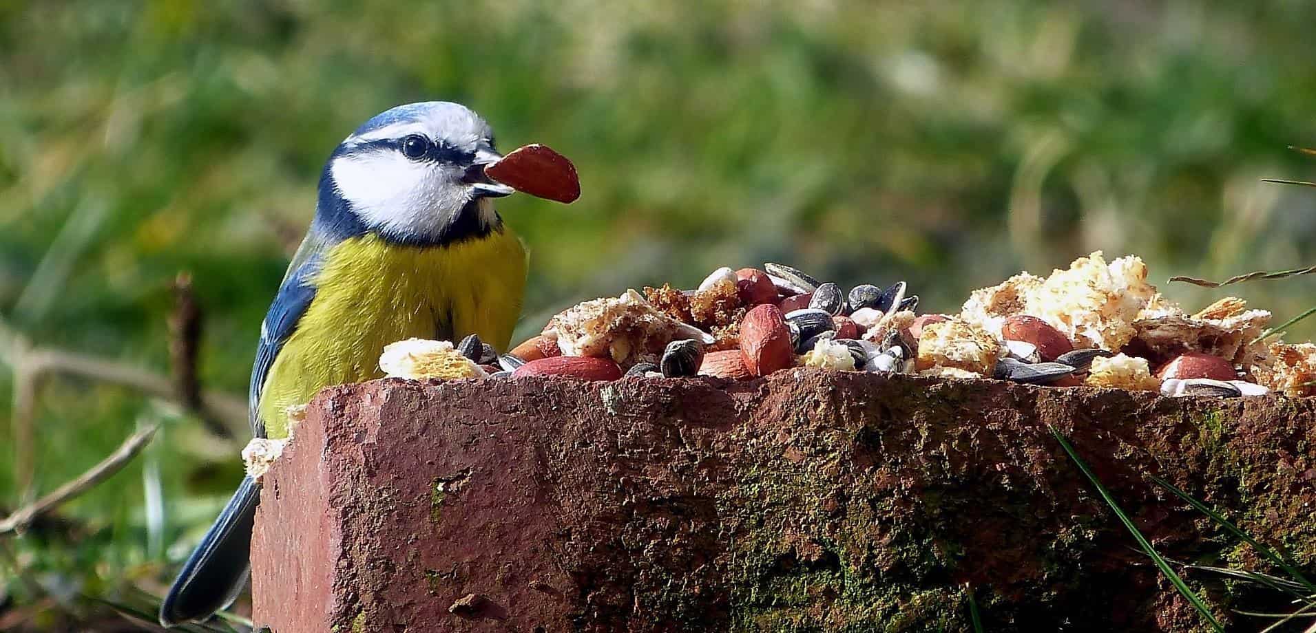 De verschillen tussen een pimpelmees en een koolmees