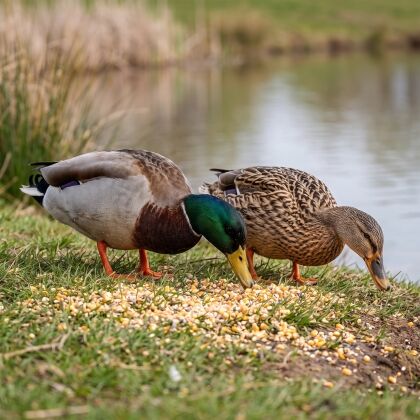 Wilde eenden eten Allround Eendenvoer op de oever