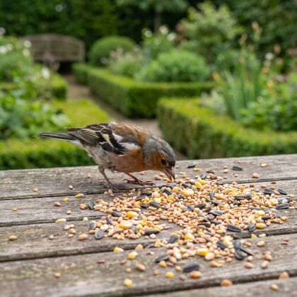 Vink eet Strooivoer Supra all season van de voedertafel