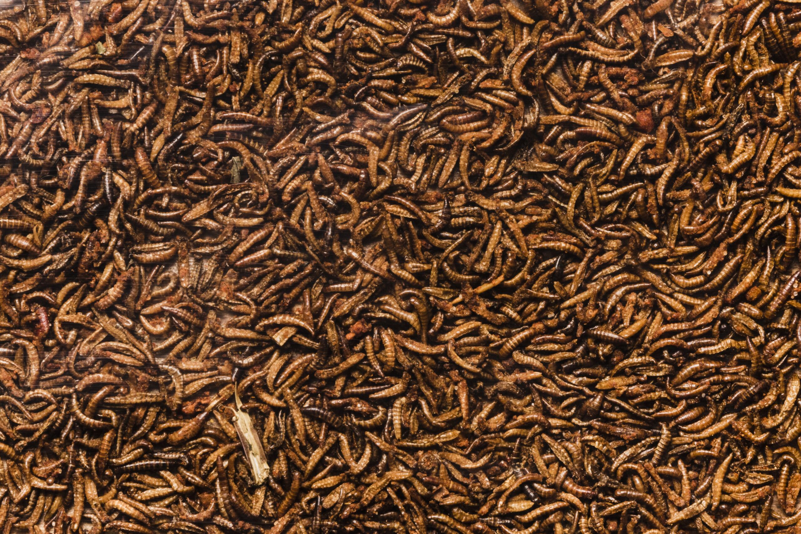 Close-up van vele meelwormen.