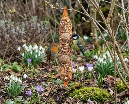 Vogels eten zaden in bloementuin.