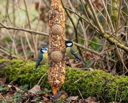 Twee vogels eten zaden in de wintertuin.