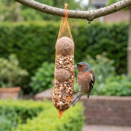 Vink eet van Rozijnenmixslinger met 2 mezenbollen