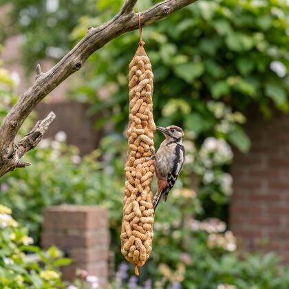 Grote bonte specht eet van hangende doppindaslinger