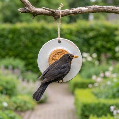 Merel eet van Vogelmousse 5KG Aanbieding