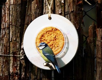 Hoe kun je het beste vogelpindakaas voeren?