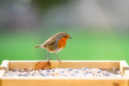 Roodborstje op voederbak met zaden.