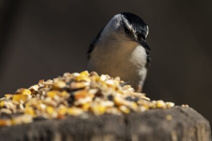 Vogel eet zaden in de natuur.