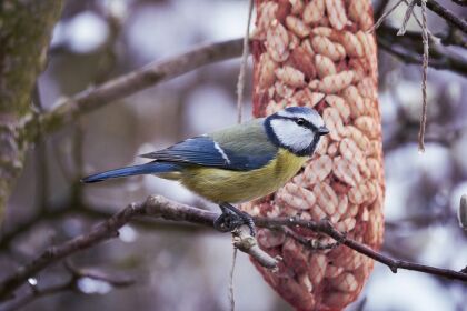 Gepelde pinda’s voor vogels (Premium) - Afbeelding 2