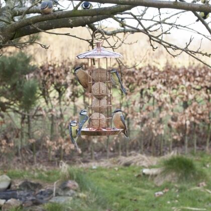 Vogels eten bij vetbol - vogelvoederhuisje in tuin.