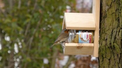 vogelvoer kopen vogelpindakaas tuinvogels