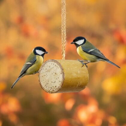 Twee vogels bij bamboe feeder hangend vogelvoer in herfstomgeving.