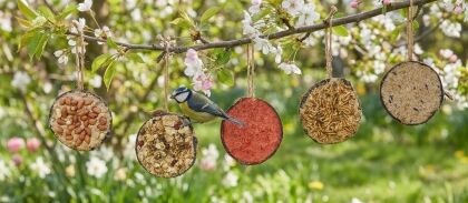 Pimpelmees op vogelvoer schijven hangend aan bloesemtak