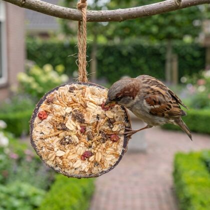 Huismus eet uit halve gevulde kokosnoot met granola in de tuin
