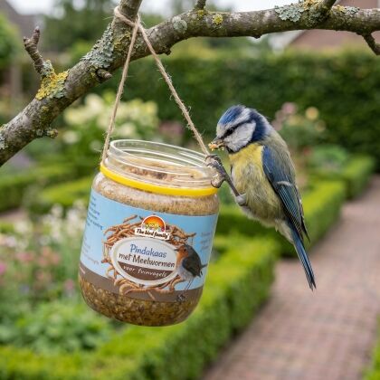 Pimpelmees eet van Vogelpindakaas met Meelwormen