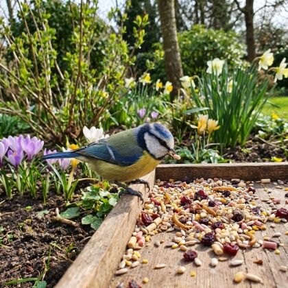 Pimpelmees eet zaden op houten voedertafel in lentetuin