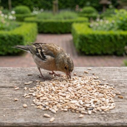 Vink eet gepelde zonnebloempitstukjes van de voedertafel
