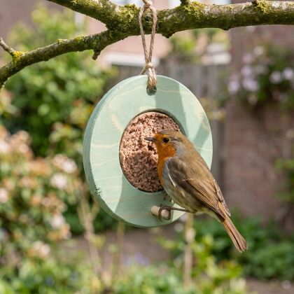 Roodborstje eet vogelmousse uit groene voederring