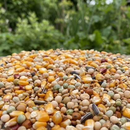 Close-up van Premium Duivenvoer Allround Mix