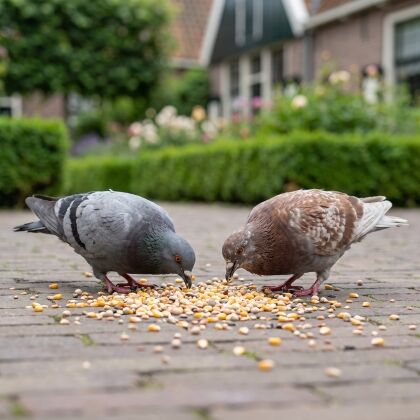 Duiven eten Premium Duivenvoer Allround Mix