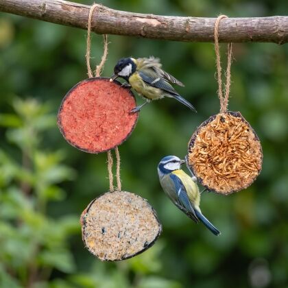 Mezen eten uit hangende gevulde kokosnoten van het mixpakket