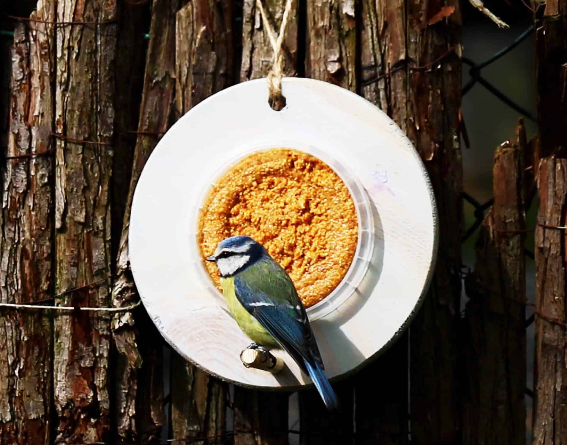Hoe kun je het beste vogelpindakaas voeren?