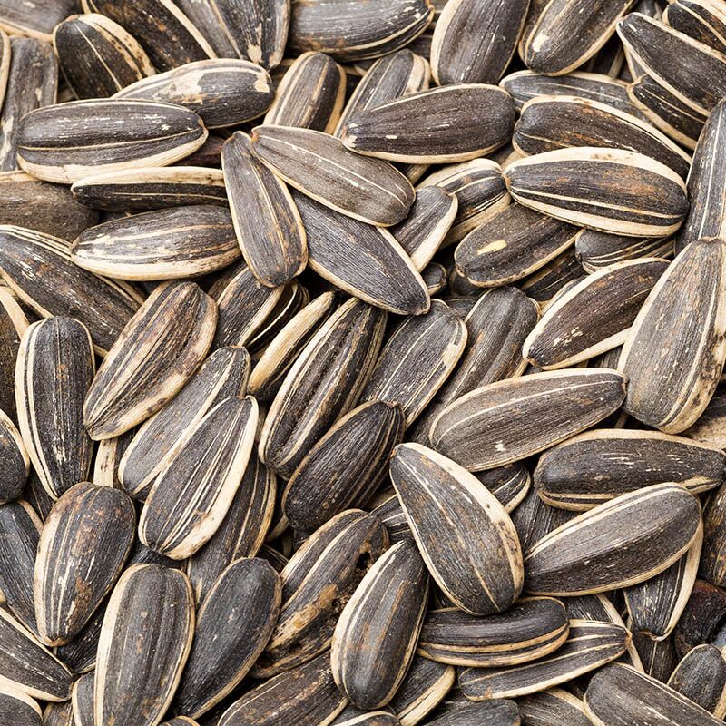 Strooivoer Gestreepte Zonnebloempitten voor vogels